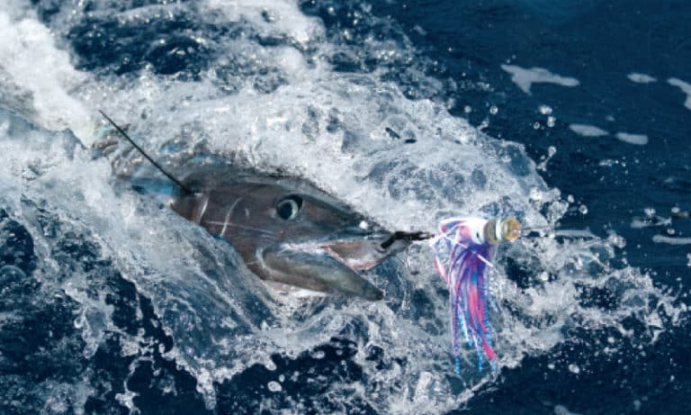 bermuda wahoo