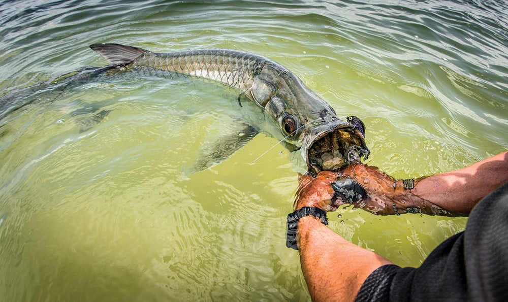 Tarpon Fishing Around Florida