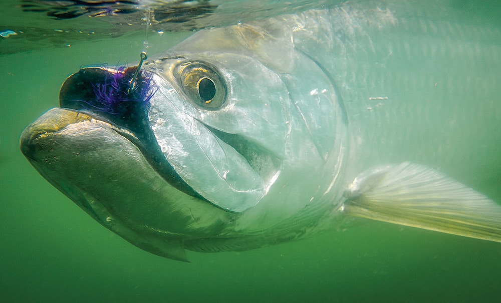 Tarpon Fishing Around Florida