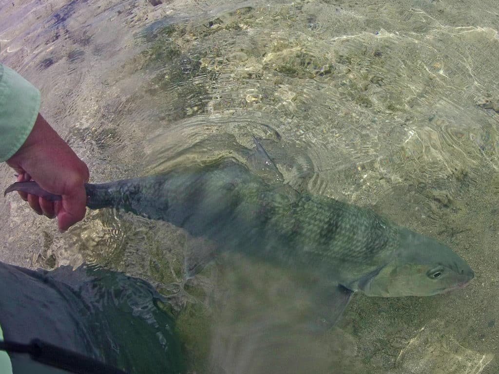 Alex Suescun releases a 6 pound bonefish near Sandy Point, Great Abaco.