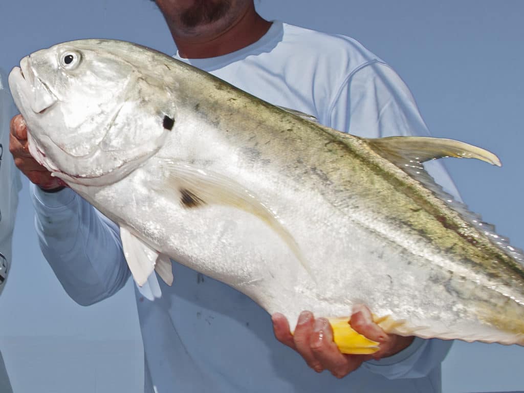 The larger jack crevalle migrate along the coast of both the Atlantic and the Gulf of Mexico.