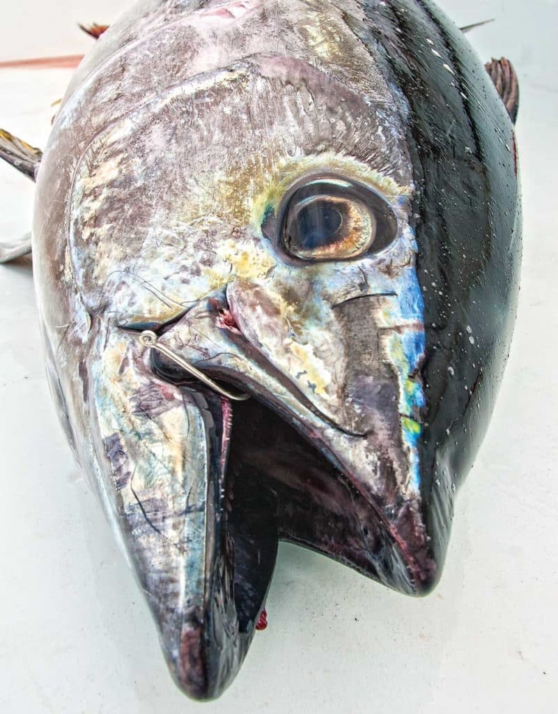 Bigeye tuna are purpose built