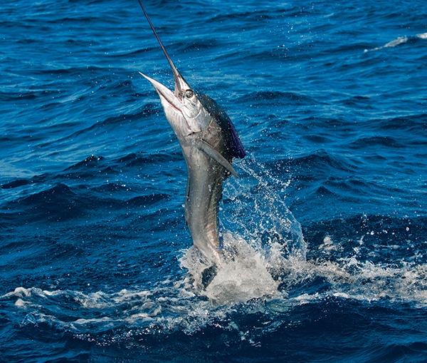 billfish-1.jpg