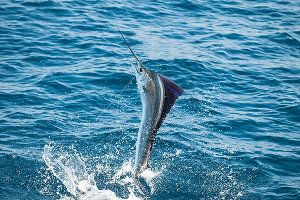 billfish-3.jpg