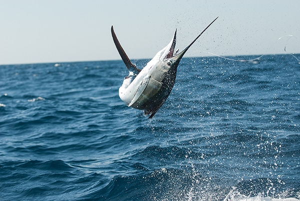 billfish-4.jpg