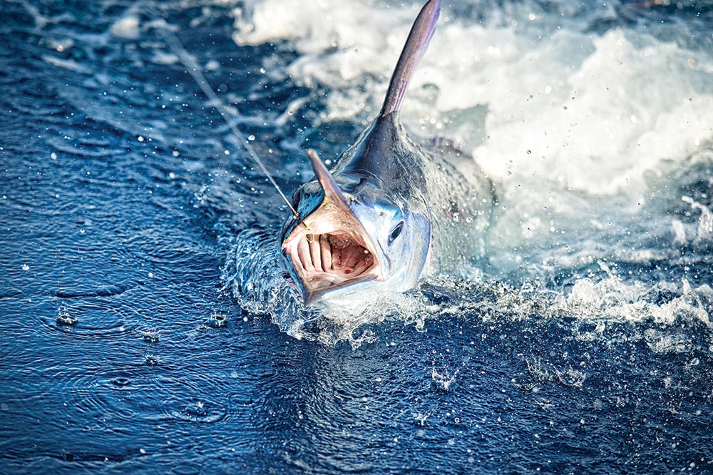 blue marlin in water