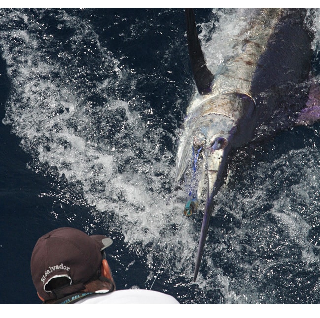 Sale of Pacific Billfish Prohibited