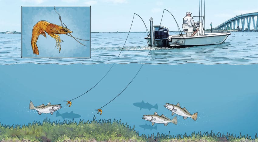 biloxi-trout-diagram.jpg