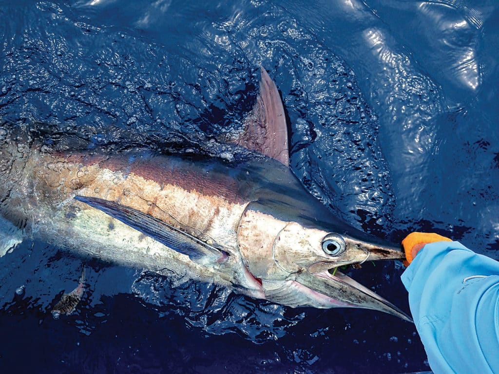 Blue marlin fishing in Bimini