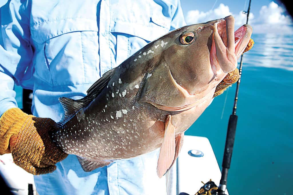 Reef bottomfishing