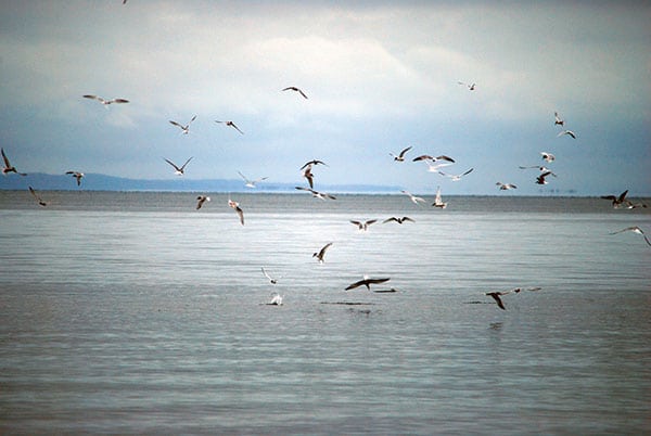 birds radar for fishing