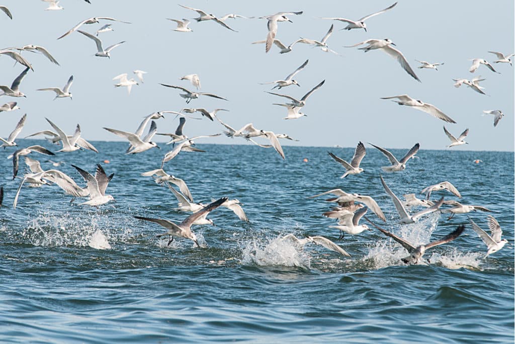 birds finding fish