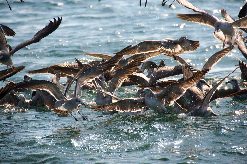 Watch the Birds  Salt Water Sportsman