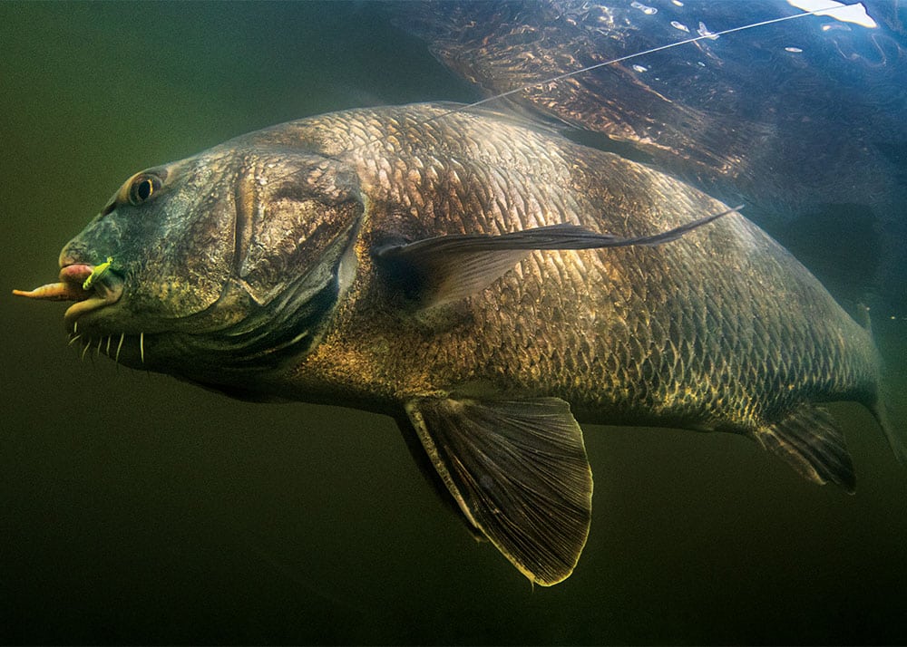 Fishing for Black Drum