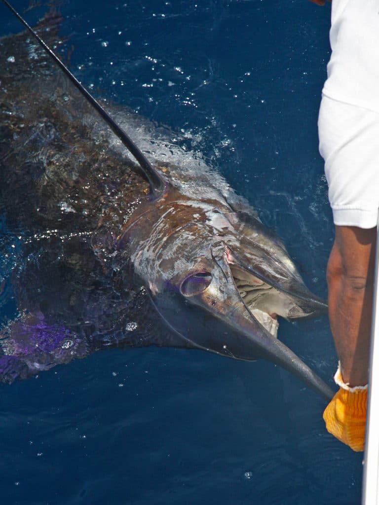 Many of the black marlin hooked off Cairns are larger than 500 pounds.