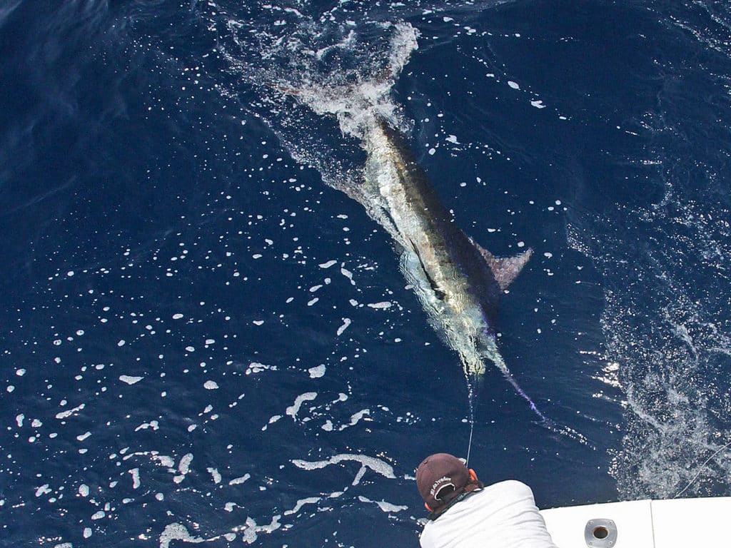 Black marlin fishing off Piñas Bay, Panama, ranks among the very best on earth.