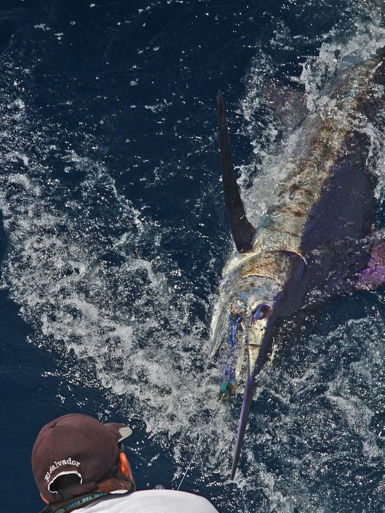 Black marlin inhabit the Pacific and Indian oceans.
