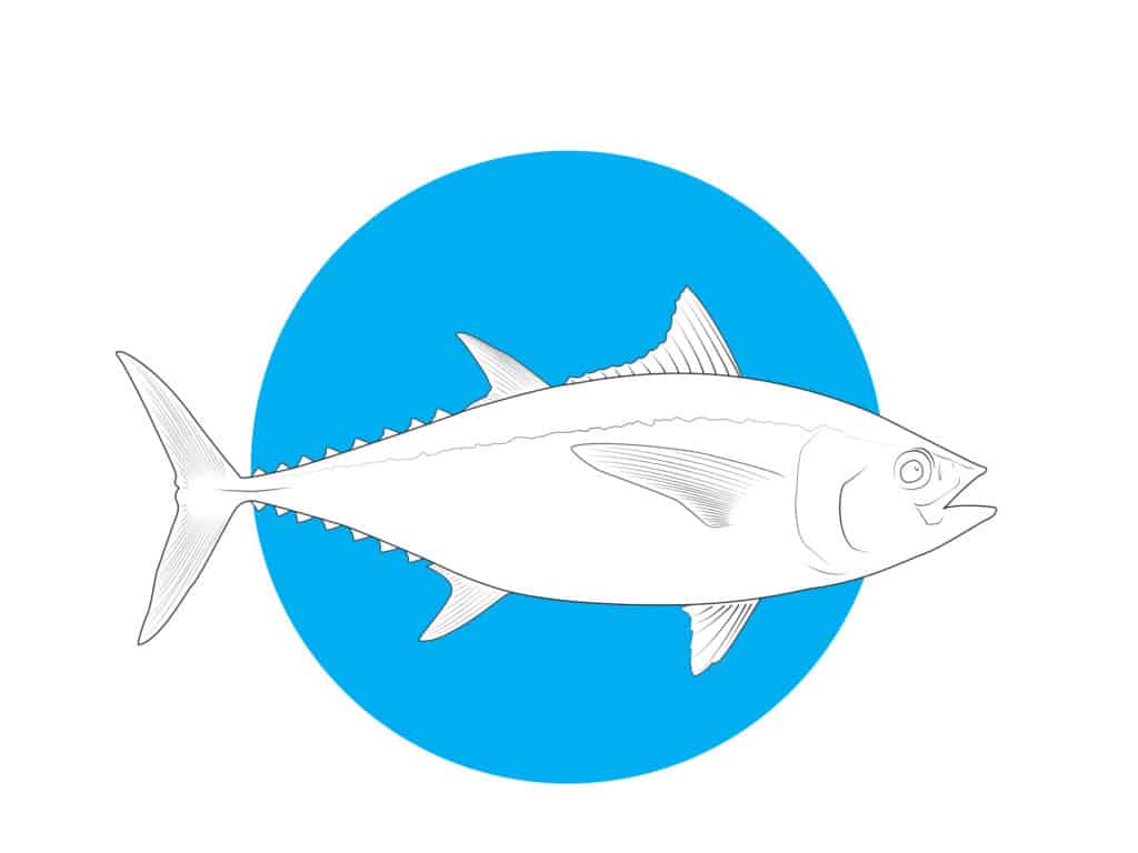blackfin tuna
