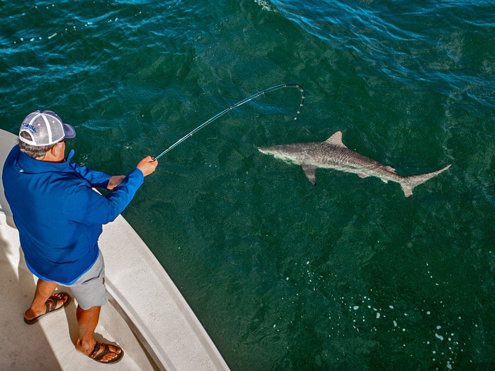 Inshore Sharks on Fly