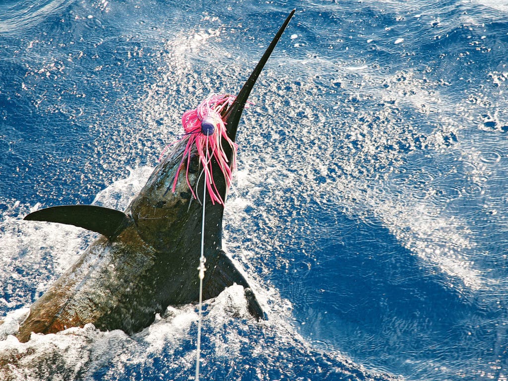 blue marlin caught in brazil