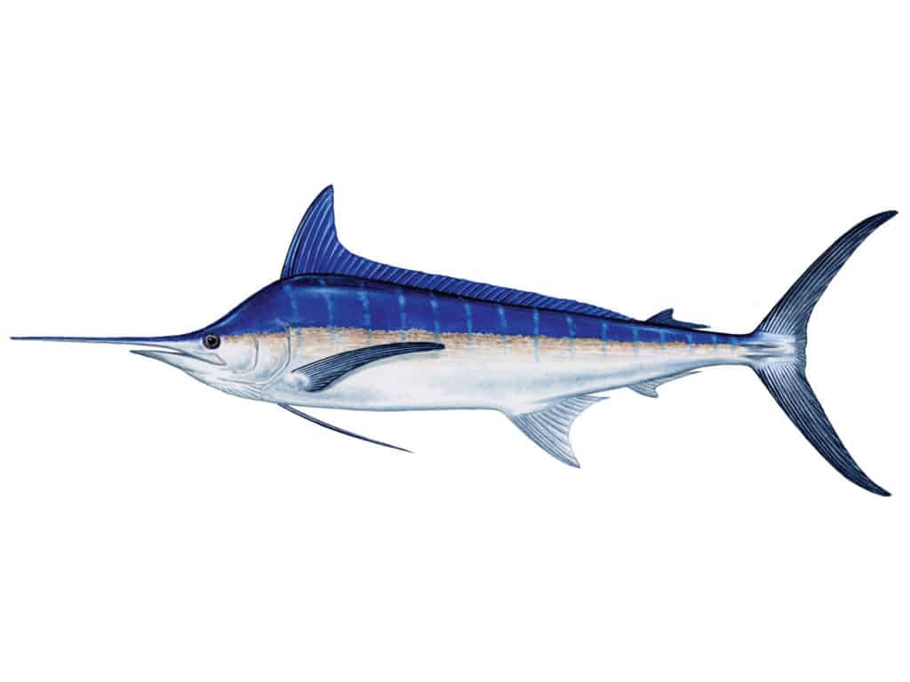 Blue Marlin illustration