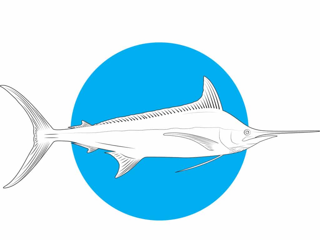 Atlantic blue marlin