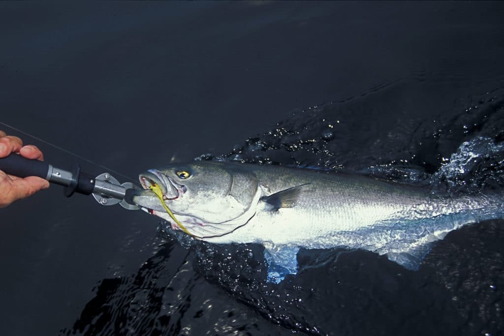 Use a Boga-grip or another release tool, plus long-nosed pliers for unhooking bluefish.