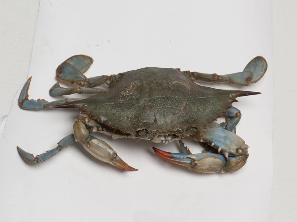 Soaking crabs on the bottom around nearshore drop-offs (6 to 20 feet) off barrier islands, like Dauphin Island, in the open Gulf of Mexico, is deadly for big redfish.