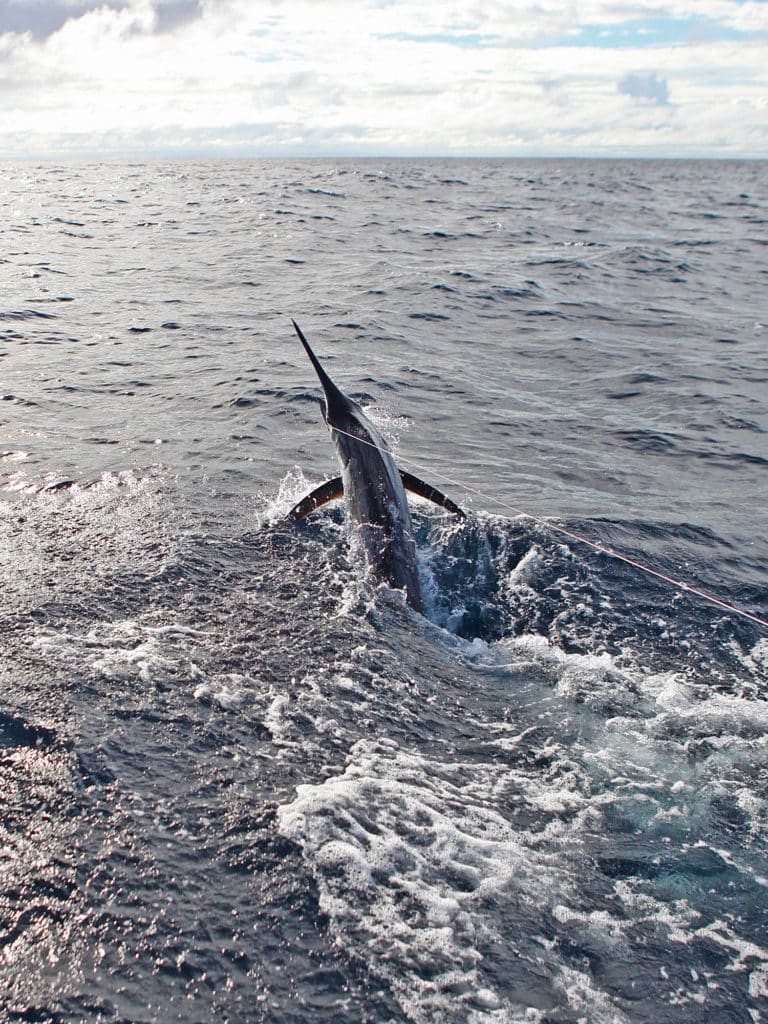 Pacific and Atlantic blue marlin both grow to exceed 1,500 pound in weight.