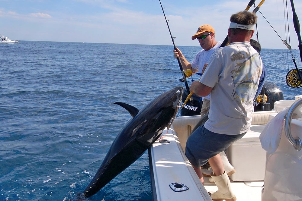 Light-Tackle Bluefin Tuna Fishing - On The Water