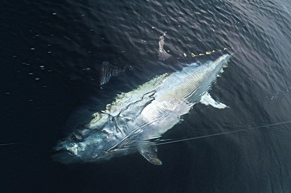 bluefin tuna mp