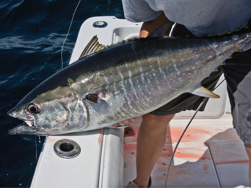 Bluefin tuna ranging in size from 50-pound schoolies to 1,000-pound giants are available off Cape Cod.