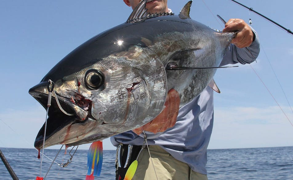 bluefin tuna