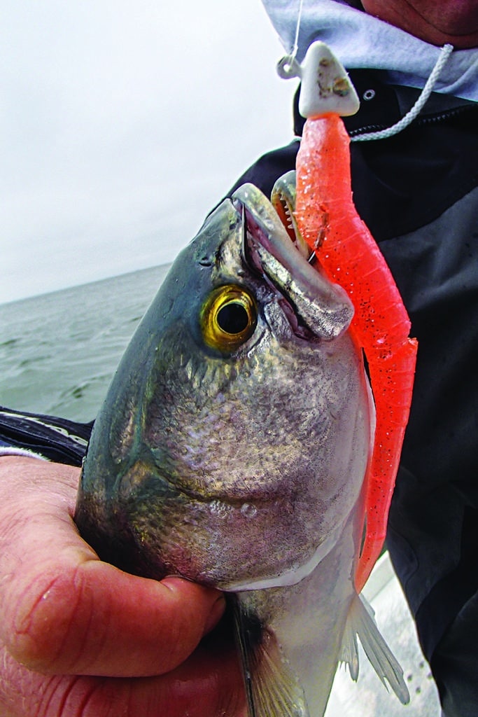 Bluefish