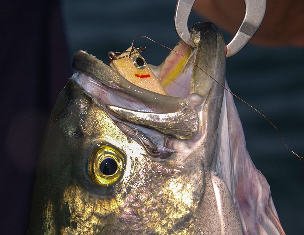 Bluefish held up by lip grippers