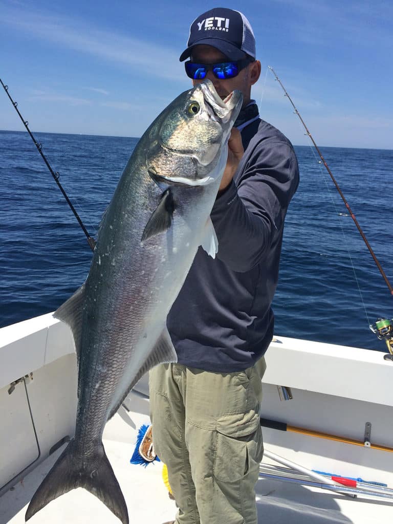 Bluefish are ferocious predators known to even resort to cannibalism.