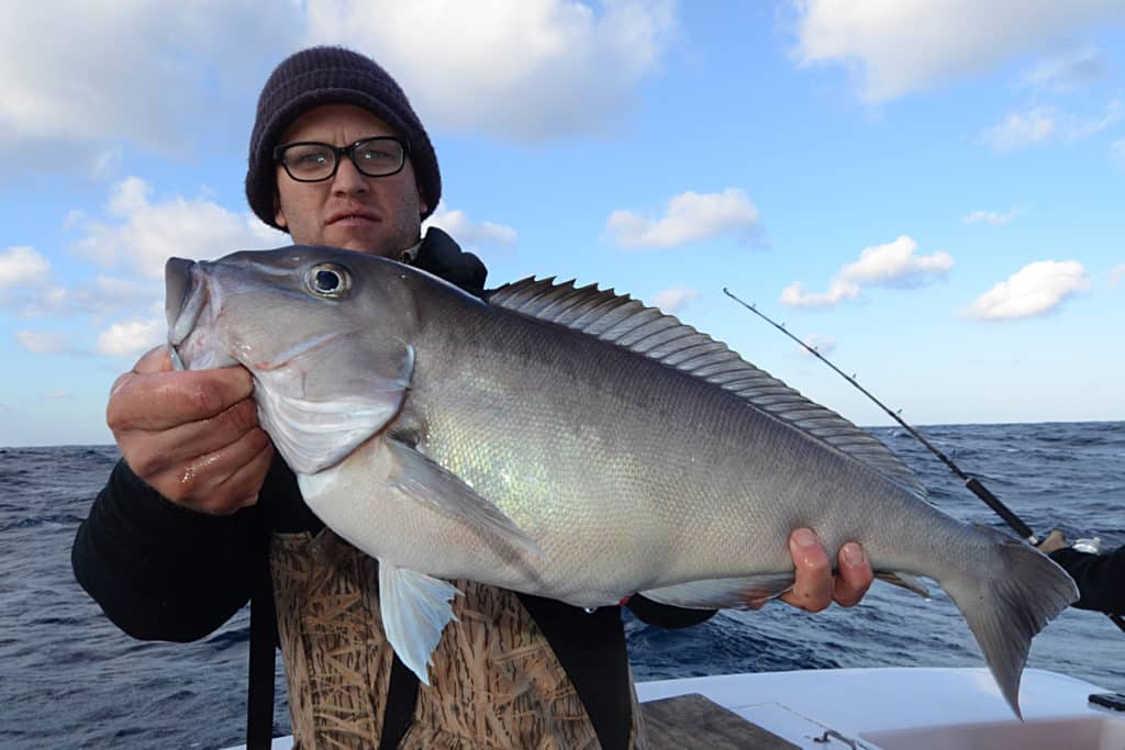 blueline tilefish