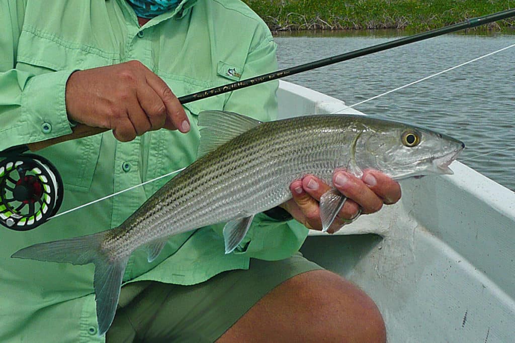 fly-fishing for bonefish