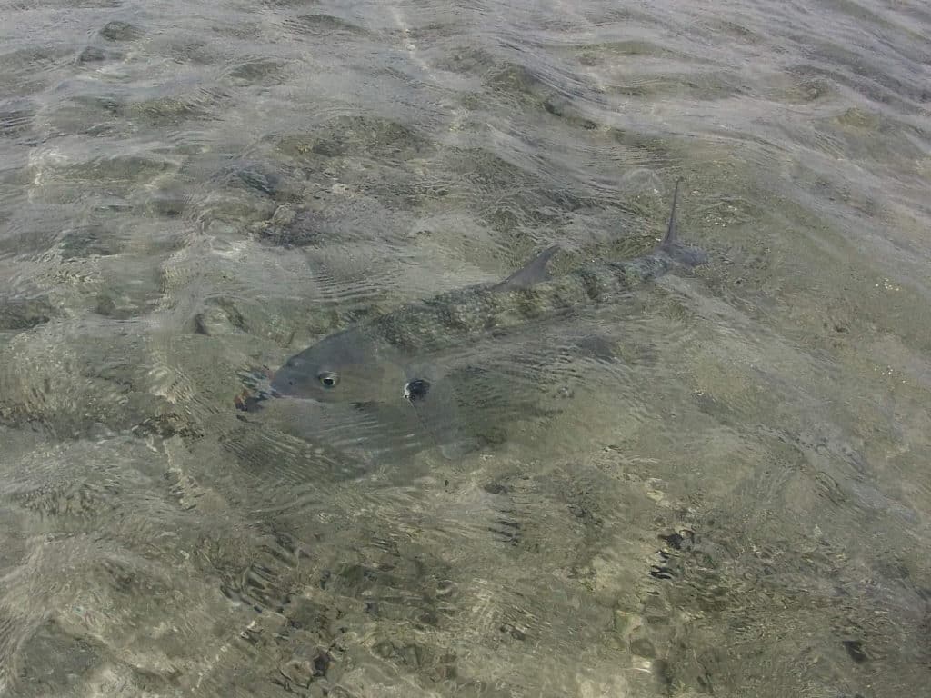 shiny tails and dorsals of several bonefish