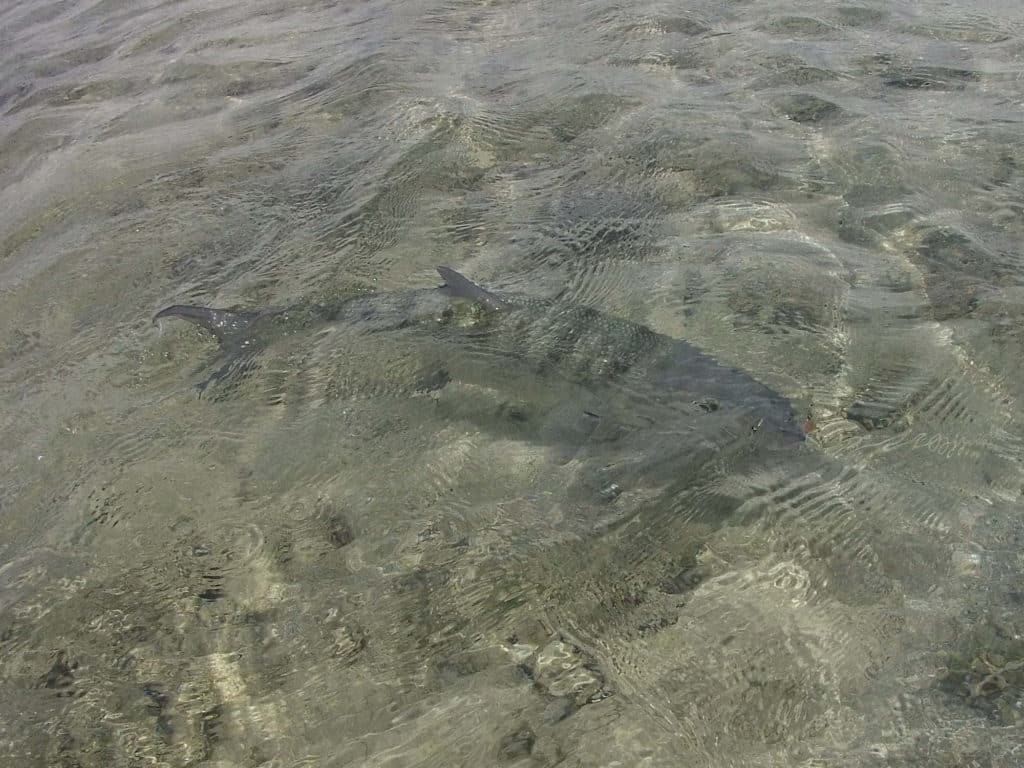 An Abaco bonefish cruises the shallows with its back out of the water.