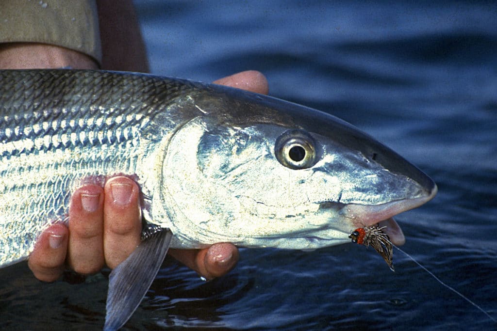 bonefish in Bahamas