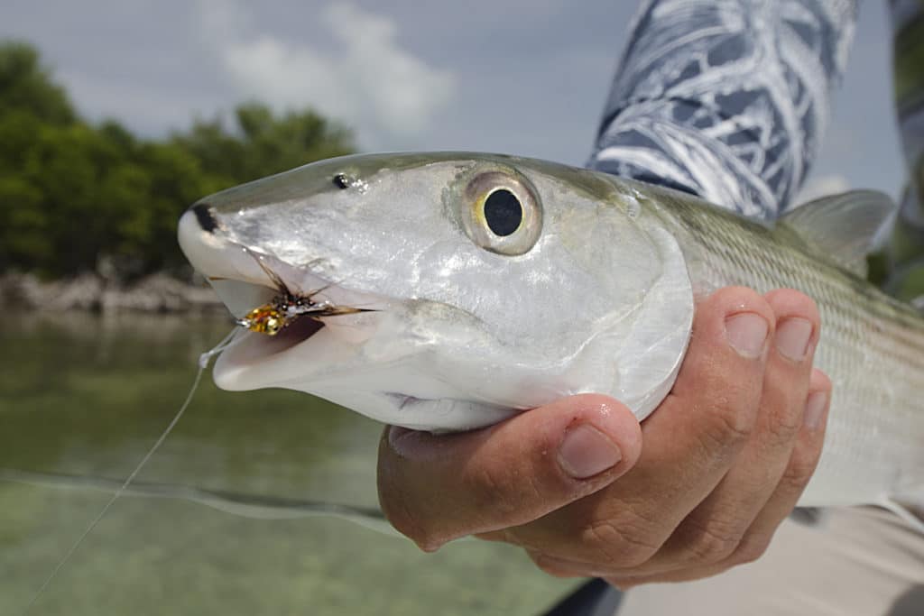 color combinations for bonefish flies