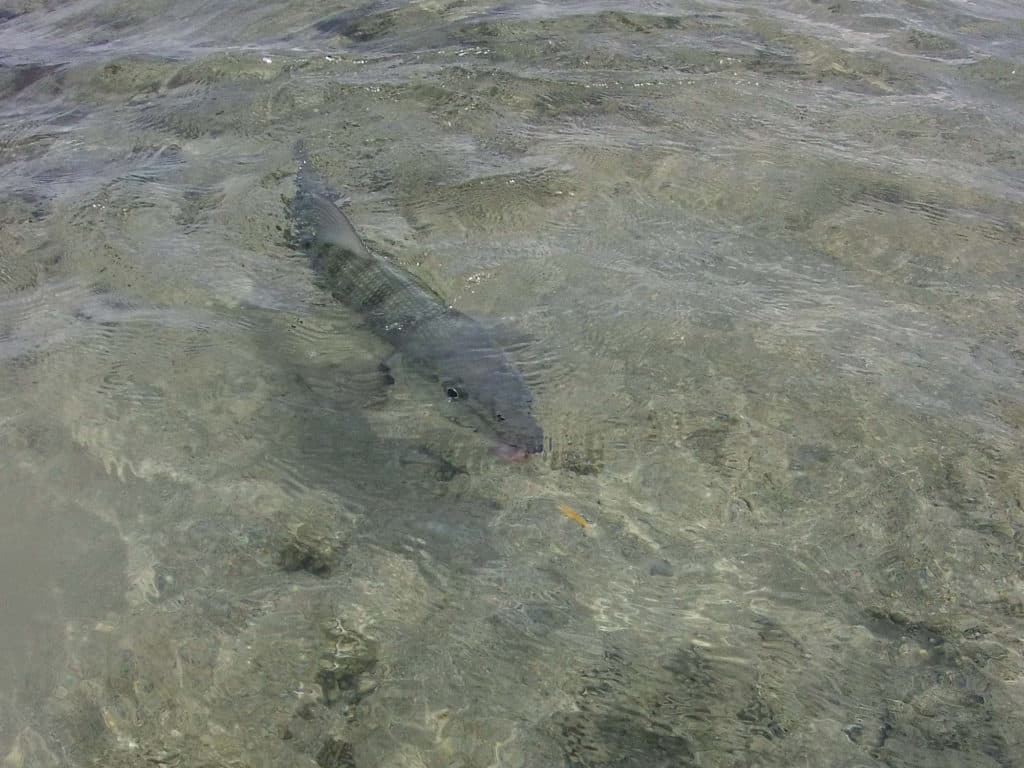 A Bahamian bonefish tracks down a fly in skinny water.