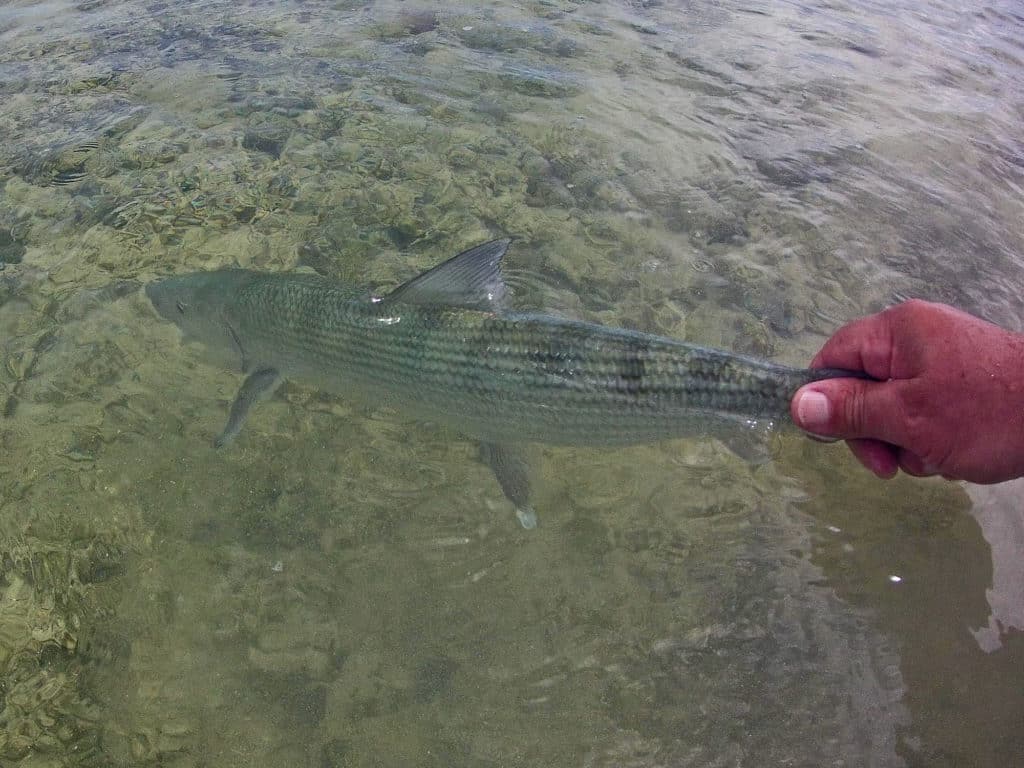 In Andros, bonefish are so plentiful that you often find some cruising the beaches.