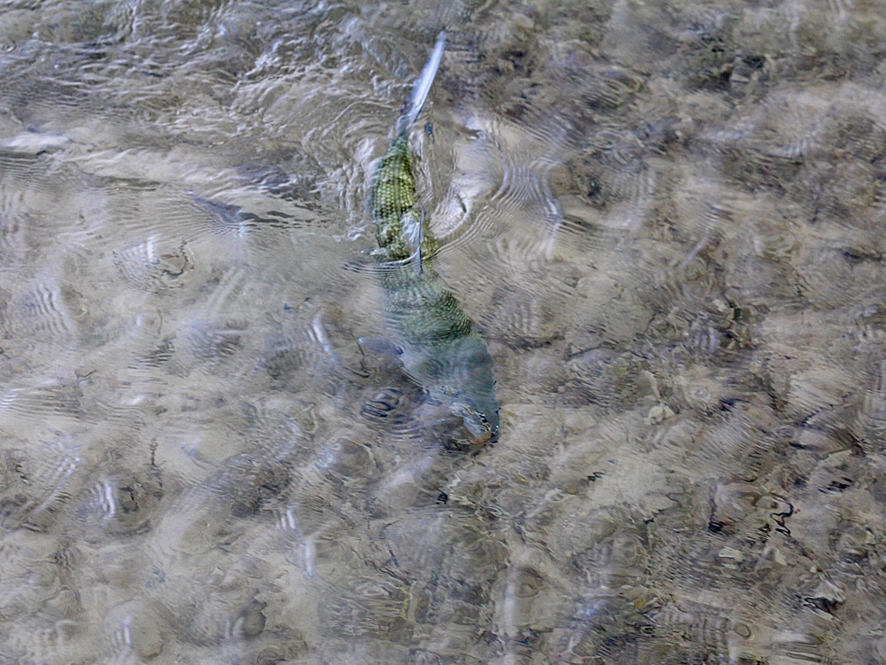 Bahamas bonefish tails to grab a fly