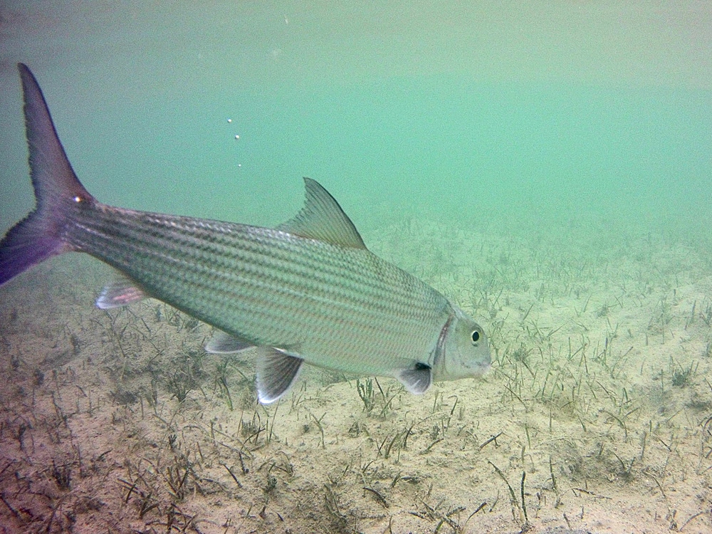 Bonefish underwater