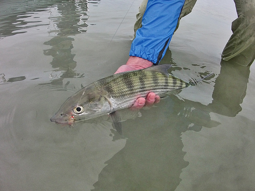 A Bahamian bonefish that ate a fly