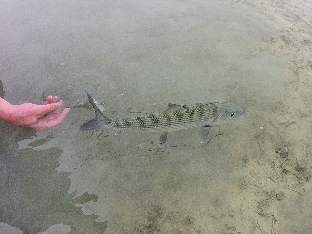 Bonefish released in shallow water