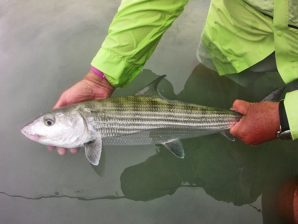 A healthy bonefish from the Abaco Marls