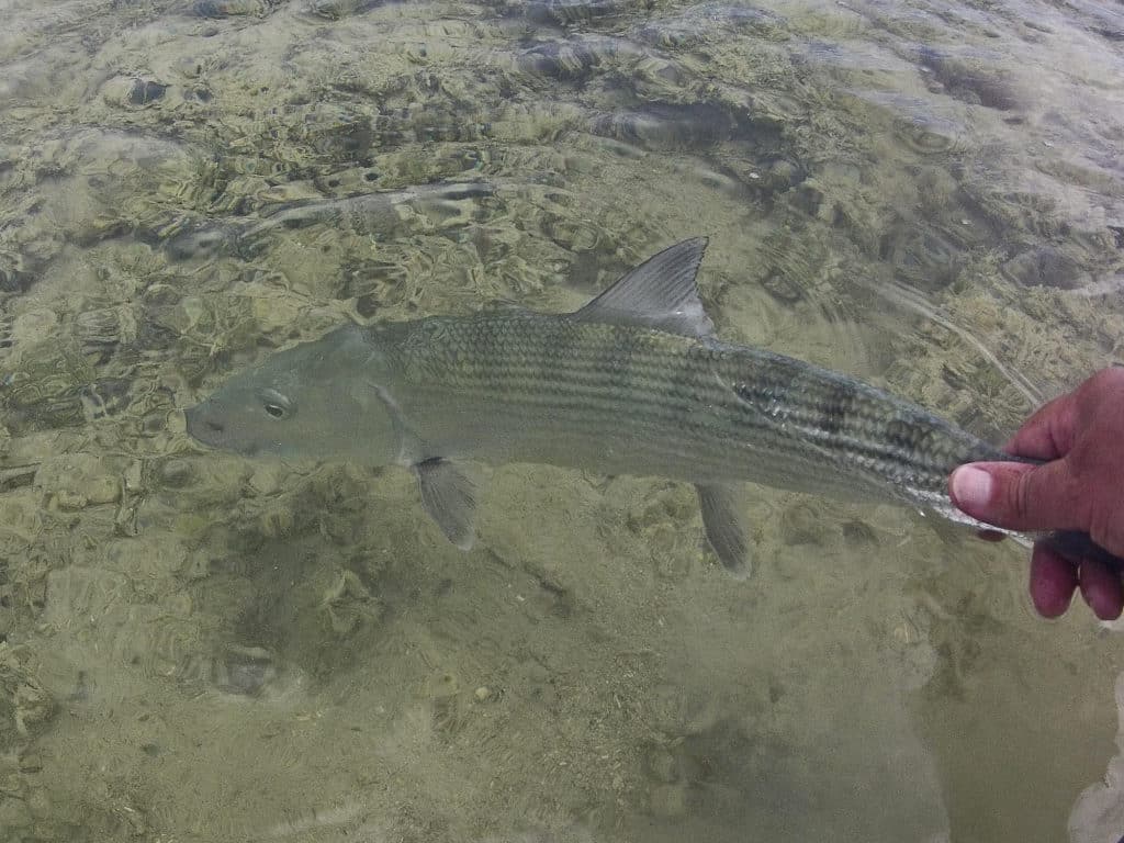 Bonefish are a favorite of many fly and light tackle anglers.